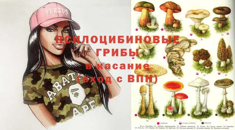 Галлюциногенные грибы Psilocybe  Кизилюрт 